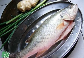 鱸魚(yú)是海鮮嗎？鱸魚(yú)是不是海鮮？