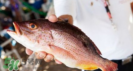 鱸魚刺多嗎？鱸魚適合做給寶寶吃嗎？