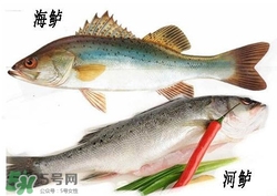海鱸魚(yú)多少錢(qián)一斤2017？淡水鱸魚(yú)多少錢(qián)一斤？