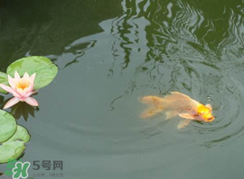 2017年夏至?xí)掠陠幔肯闹料掠暧惺裁凑f(shuō)法？
