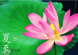 夏至是入伏嗎？夏至后多久入伏？