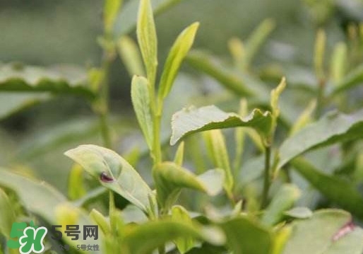 喝信陽毛尖有什么好處？信陽毛尖是紅茶還是綠茶？