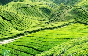 信陽毛尖產(chǎn)地在哪里？信陽毛尖主要產(chǎn)在哪些地方