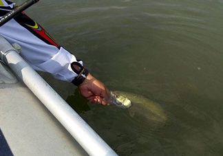 釣海鱸魚(yú)什么時(shí)候最好？釣海鱸魚(yú)用什么樣的魚(yú)餌？