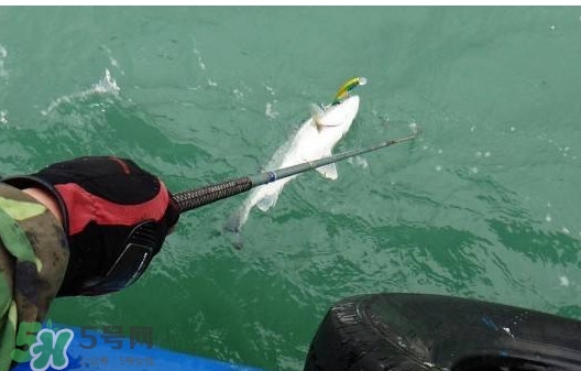 釣海鱸魚什么時(shí)候最好？釣海鱸魚用什么樣的魚餌？