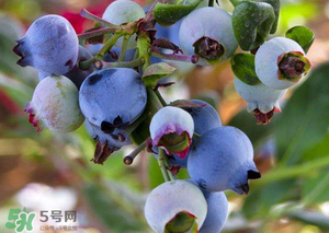 蘋(píng)果和藍(lán)莓能一起吃嗎？蘋(píng)果和藍(lán)莓干能一起吃嗎？