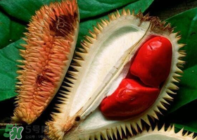 紅肉榴蓮是什么品種？紅色的榴蓮是什么品種？