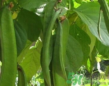 刀豆是蔬菜嗎？刀豆是蔬菜還是糧食？