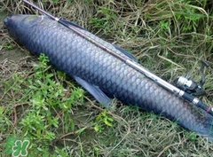 釣青魚怎么調(diào)漂圖解？釣青魚最佳調(diào)漂是幾目