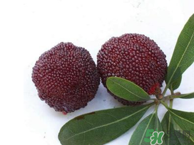 楊梅和櫻桃能一起吃嗎？楊梅可以和櫻桃一起吃嗎？