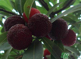 楊梅和芒果能一起吃嗎？吃完楊梅可以吃芒果嗎？