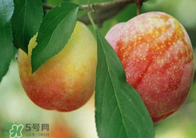 奈李什么時(shí)候成熟？奈李孕婦能吃嗎？