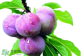 脆紅李什么時候成熟？脆紅李幾月成熟？