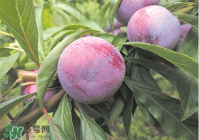 脆紅李什么時候成熟？脆紅李幾月成熟？