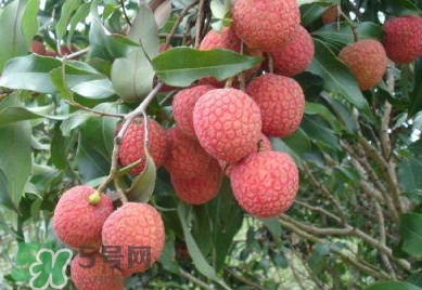 白糖罌荔枝怎樣保果的？白糖罌荔枝和白蠟的區(qū)別