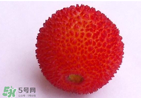 楊梅籽可以吃嗎？吃楊梅籽有什么好處？
