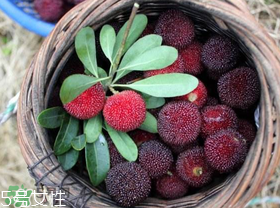 楊梅籽可以種嗎？楊梅籽怎么種小盆栽?？