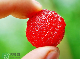 楊梅一天最多吃多少？楊梅一次能吃多少？