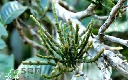 什么是螃蟹腳茶？螃蟹腳茶的功效禁忌