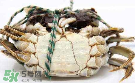 為什么說六月黃有公蟹沒有母蟹？怎樣區(qū)分螃蟹的公母