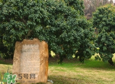 掛綠為什么只有一株？掛綠荔枝為什么不多種？