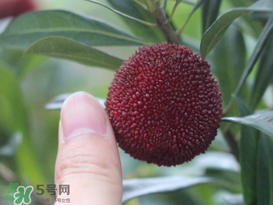 楊梅放冰箱能放幾天？楊梅可以放冰箱嗎？