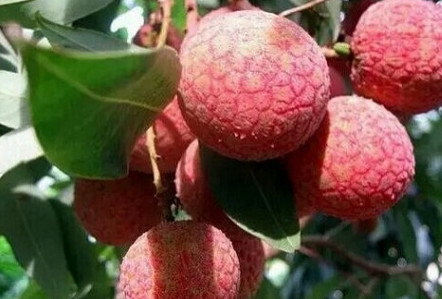 黑葉荔枝好吃嗎？黑葉荔枝多少錢一斤2017？