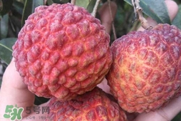 荔枝王是什么品種？荔枝王多少錢(qián)一斤2017？