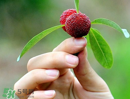 楊梅和花生能一起吃嗎？吃了楊梅還能吃生花生嗎？