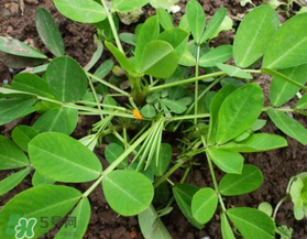 六月份還可以種花生嗎？六月份種花生可以嗎？