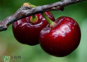 六月份還有櫻桃嗎？6月還有櫻桃嗎？