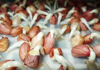 六月份還可以種花生嗎？六月份種花生可以嗎？