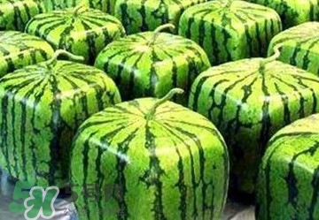 方形西瓜多少錢一斤2017？ 方形西瓜模具一個多少錢