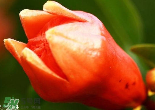 石榴花有毒嗎？石榴花能吃嗎？