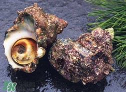 海螺怎樣吃才正確圖解？海螺哪里不能吃圖示