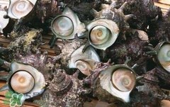 死海螺能吃嗎？死海螺可以吃嗎