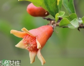 石榴花有毒嗎？石榴花能吃嗎？