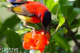 石榴花有毒嗎？石榴花能吃嗎？