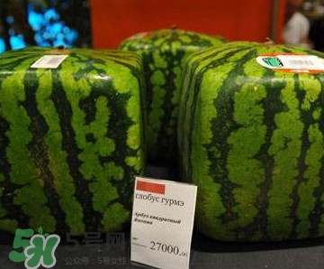 方形西瓜哪里有賣的？哪里可以買到方形西瓜