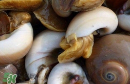 海螺是發(fā)物嗎？海螺是不是發(fā)物
