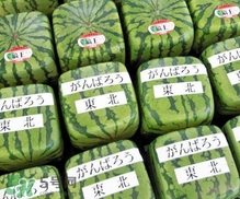 方形西瓜是如何種出來(lái)的？方形西瓜是怎么長(zhǎng)成的