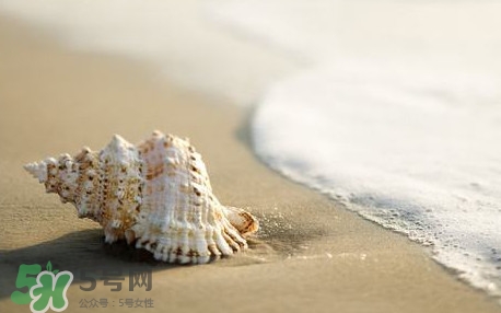 海螺是蒸還是煮？海螺的尾部是黃還是屎