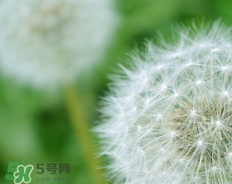 蒲公英開花了還能吃嗎？蒲公英開花的好還是不開花的好？