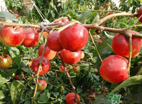 油桃和西紅柿能一起吃嗎？毛桃和西紅柿能一起吃嗎？