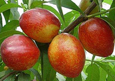 油桃和西紅柿能一起吃嗎？毛桃和西紅柿能一起吃嗎？