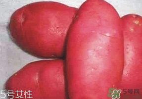紅土豆是轉(zhuǎn)基因的嗎？紅土豆和正常土豆的區(qū)別
