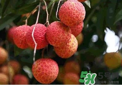 糯米糍荔枝多少錢一斤2017？糯米糍荔枝市場價格