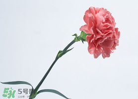 父親節(jié)可以送康乃馨嗎？父親節(jié)送康乃馨好不好？