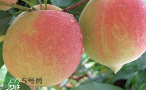 鷹嘴桃多少錢一斤2017？鷹嘴桃市場價格