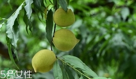 鷹嘴桃?guī)自路莩墒?？鷹嘴桃什么時(shí)候成熟